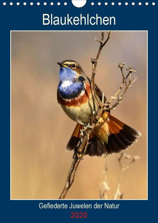 Blaukehlchen. Gefiederte Juwele - Schaack - Boeken -  - 9783670982838 - 