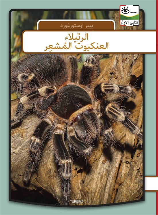 Cover for Per Østergaard · Min første bog - arabisk: Fugleedderkop - arabisk (Hardcover bog) [1. udgave] (2020)