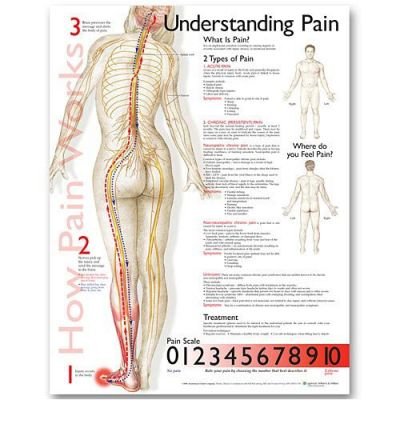 Cover for Anatomical Chart Company · Understanding Pain Anatomical Chart (Landkarten) (2006)
