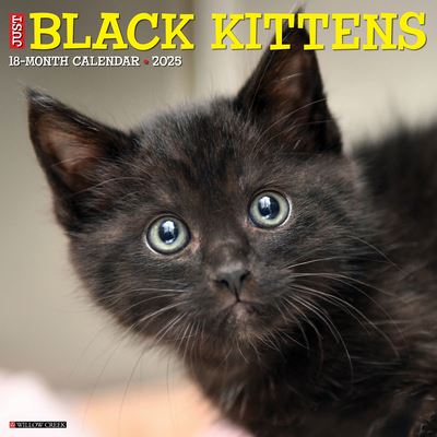 Just Black Kittens 2025 12 X 12 Wall Calendar - Willow Creek Press - Merchandise - Willow Creek Press Calendars - 9781549241840 - September 10, 2024