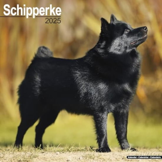 Cover for Schipperke Calendar 2025  Square Dog Breed Wall Calendar - 16 Month (Calendar) (2024)