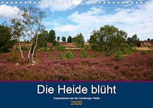 Die Heide blüht (Wandkalender 2020 - Dürr - Książki -  - 9783670903840 - 