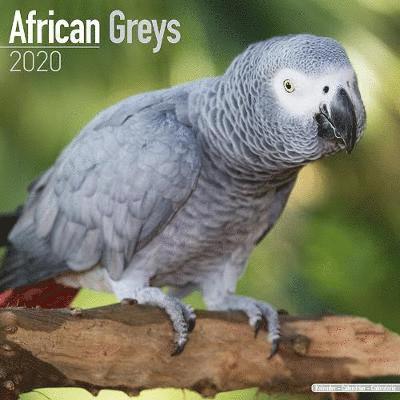 Cover for Avonside Publishing Ltd · Kal. African Greys - Graupapageien 2020 (Book) (2019)