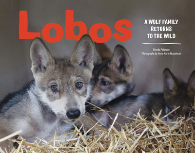 Cover for Brenda Peterson · Lobos: A Wolf Family Returns to the Wild (Hardcover Book) (2018)