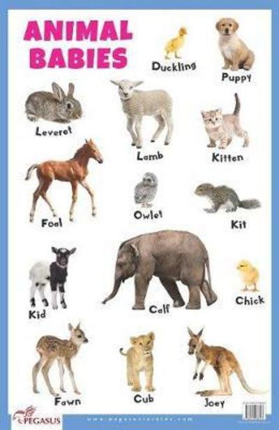 Cover for Pegasus · Animal Babies Educational Chart (Poster) (2021)