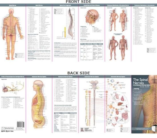 Cover for Not Known · Anatomical Chart Company's Illustrated Pocket Anatomy: The Spinal Nerves &amp; the Autonomic Nervous System Study Guide - Anatomical Chart Company's Illustrated Pocket Anatomy (Map) (2007)