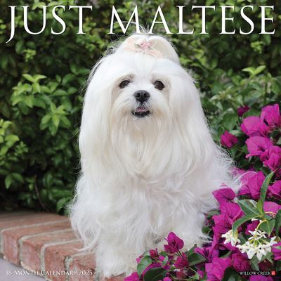 Just Maltese 2025 12 X 12 Wall Calendar - Willow Creek Press - Gadżety - Willow Creek Press Calendars - 9781549243844 - 10 września 2024