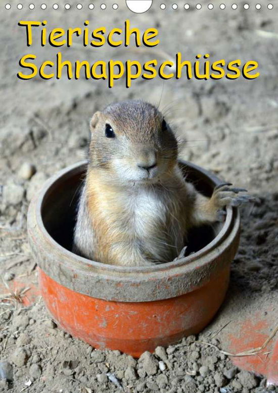 Cover for Kaina · Tierische Schnappschüsse (Wandkal (Book)