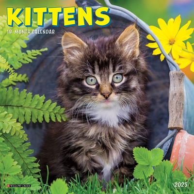 Willow Creek Press · Kittens 2025 7 X 7 Mini Wall Calendar (Calendar) (2024)