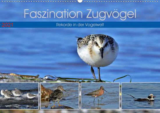 Cover for Schaack · Faszination Zugvögel - Rekorde (Bok)