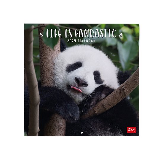 Cover for Legami · Wall Calendars - 2024 Wall Calendar - Life is Pandastic - 30x29 - Animals (Paperback Book) (2023)