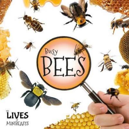 Cover for Holly Duhig · Busy Bees - The Lives of Minibeasts (Hardcover Book) (2017)