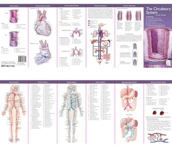 Cover for Acc · Anatomical Chart Company's Illustrated Pocket Anatomy: The Circulatory System Study Guide - Anatomical Chart Company's Illustrated Pocket Anatomy (Landkarten) (2007)