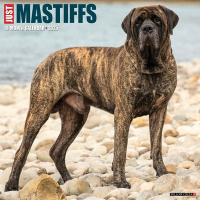 Willow Creek Press · Just Mastiffs 2025 12 X 12 Wall Calendar (Kalender) (2024)