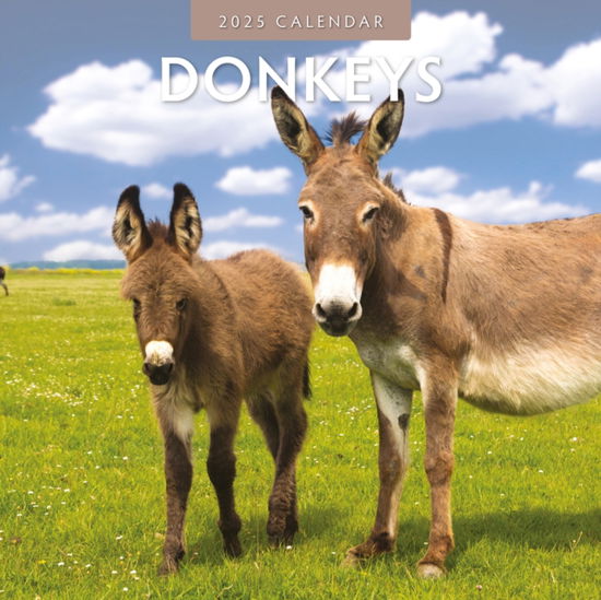 Cover for Red Robin · Donkeys 2025 Square Wall Calendar (Paperback Book) (2024)