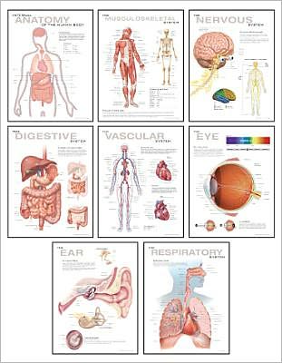 Cover for Scientific Publishing · Human Anatomy Chart Pack (Paperback Book) (2009)