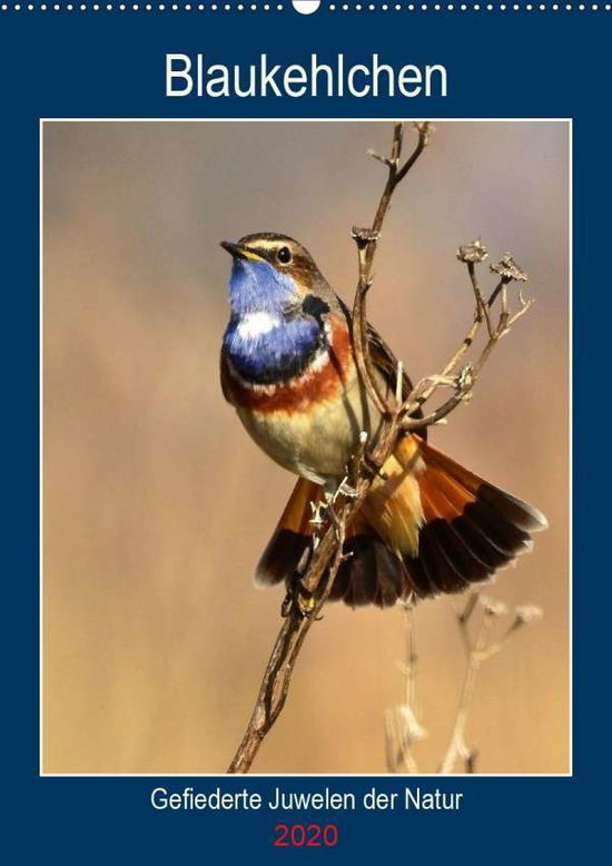 Blaukehlchen. Gefiederte Juwele - Schaack - Boeken -  - 9783670982852 - 