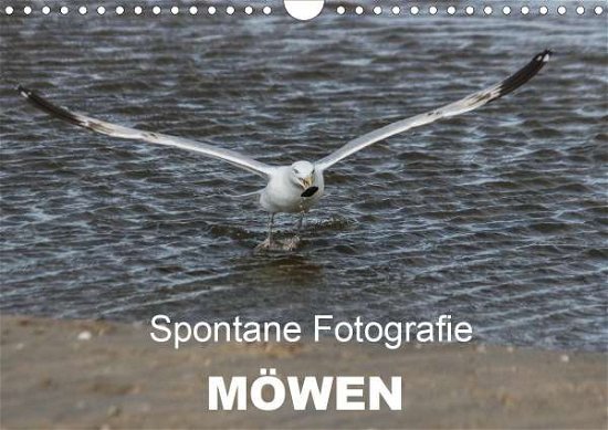 Cover for Mp · Spontane Fotografie - Möwen (Wandkal (Book)