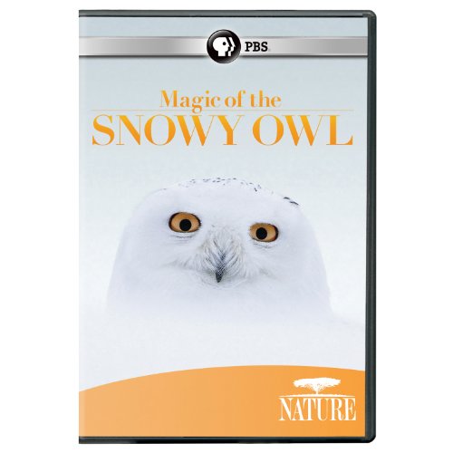 Cover for Nature: Magic of the Snowy Owl (DVD) (2012)