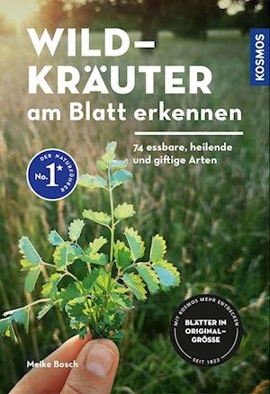 Cover for Meike Bosch · Wildkräuter am Blatt erkennen (Book) (2023)