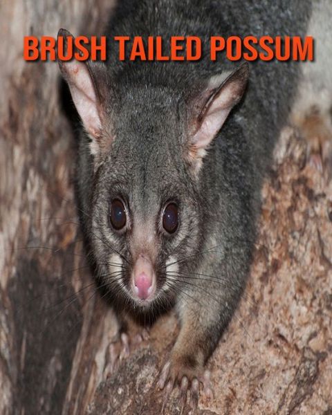 Cover for William Doyle · Brush Tailed Possum (Paperback Book) (2020)