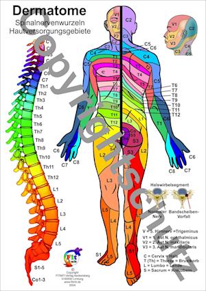 Cover for Tanja Aeckersberg · Dermatome - Spinalnervenwurzeln Hautversorgungsgebiete (Book) (2024)