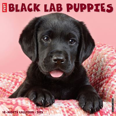 Cover for Willow Creek Press · Just Black Lab Puppies 2025 12 X 12 Wall Calendar (Kalender) (2024)