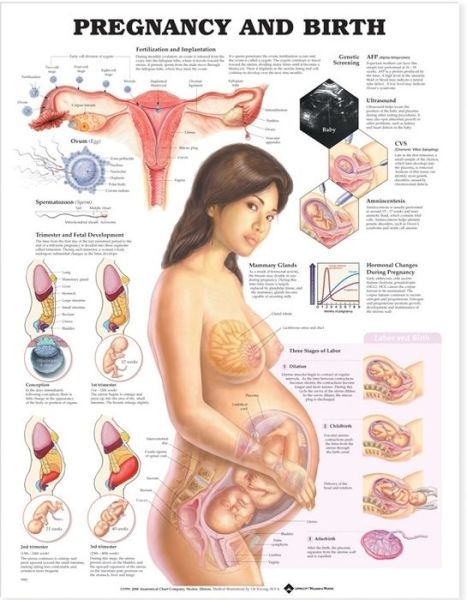 Cover for Anatomical Chart Com · Pregnancy and Birth (Kartor) (2000)