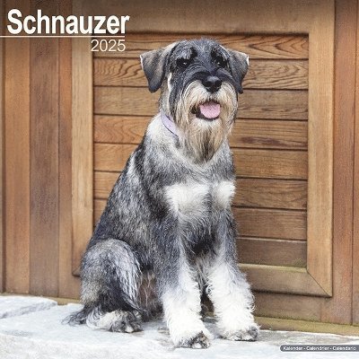 Cover for Schnauzer (Euro) Calendar 2025 Square Dog Breed Wall Calendar - 16 Month (Kalender) (2024)