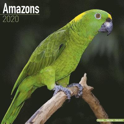 Kal. Amazons - Amazonenpapageien 2020 - Avonside Publishing Ltd - Books - Avonside Publishing Ltd - 9781785806858 - July 1, 2019