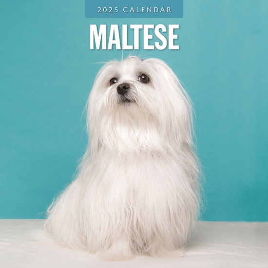 Red Robin · Maltese 2025 Square Wall Calendar (Pocketbok) (2024)