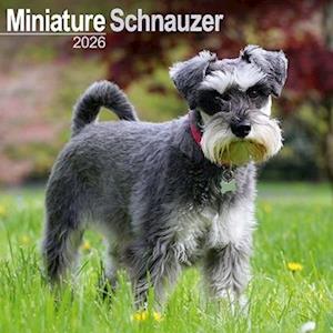 Cover for Schnauzer Miniature  Calendar 2026  Square Dog Breed Wall Calendar - 16 Month (Calendar) (2025)