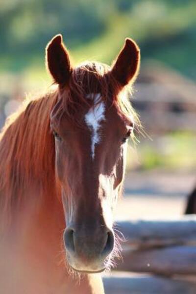 Cover for Jordan Wunderlich · Kid's Equine Photography Book (Paperback Book) (2018)