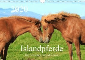 Cover for Grosskopf · Islandpferde - Die tierischen (Buch)