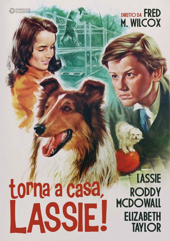 Cover for Torna a Casa Lassie (DVD) (2022)