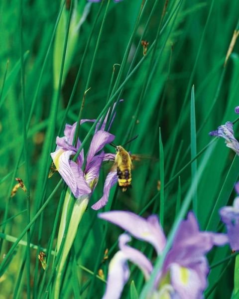 Cover for Jordan Wunderlich · Large Wild Blue Iris Journal (Taschenbuch) (2018)
