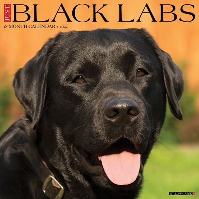 Cover for Willow Creek Press · Just Black Labs 2025 12 X 12 Wall Calendar (Calendar) (2024)