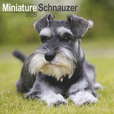 Cover for Schnauzer Miniature Calendar 2025 Square Dog Breed Wall Calendar - 16 Month (Kalender) (2024)