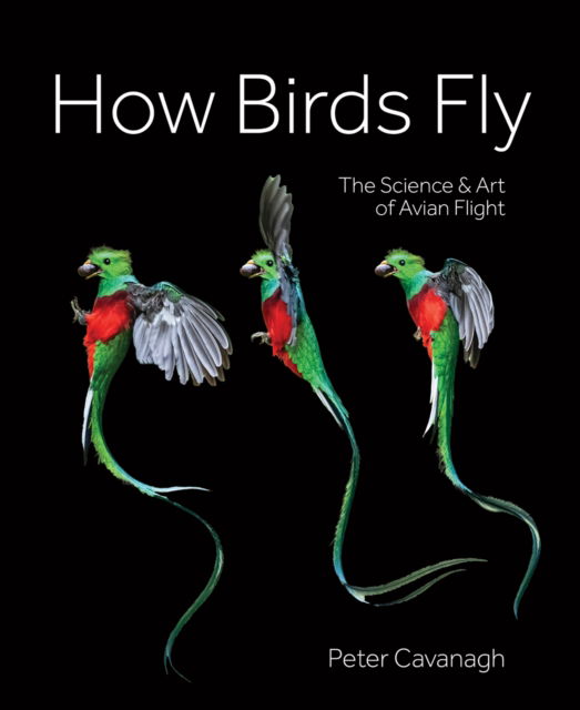 Cover for Peter Cavanagh · How Birds Fly: The Science and Art of Avian Flight (Gebundenes Buch) (2024)