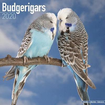 Cover for Avonside Publishing Ltd · Kal. Budgerigars - Wellensittiche 2020 (Book) (2019)