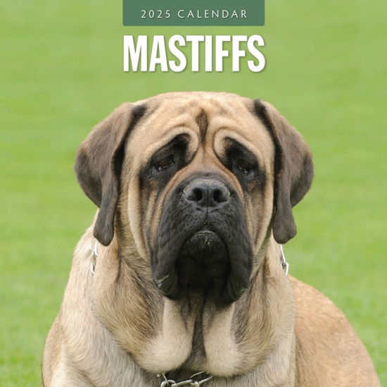 Cover for Red Robin · Mastiffs 2025 Square Wall Calendar (Paperback Book) (2024)