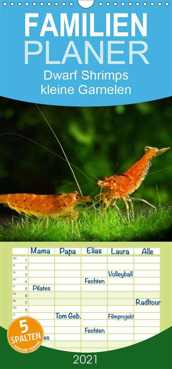Cover for Pohlmann · Dwarf Shrimps - kleine Garnele (Book)