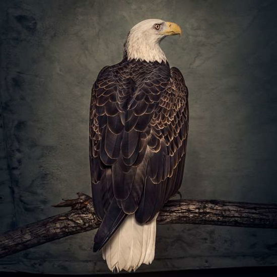 Cover for Clutch · Book of Bad Decisions (LP) (2018)