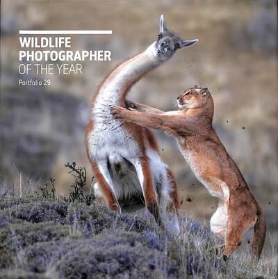 Cover for Wildlife Photographer of the Year: Portfolio 29 - Wildlife Photographer of the Year (Hardcover Book) (2019)