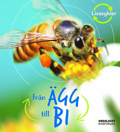 Cover for Camilla De la Bédoyère · Livscykler: Från ägg till bi (Bound Book) (2021)