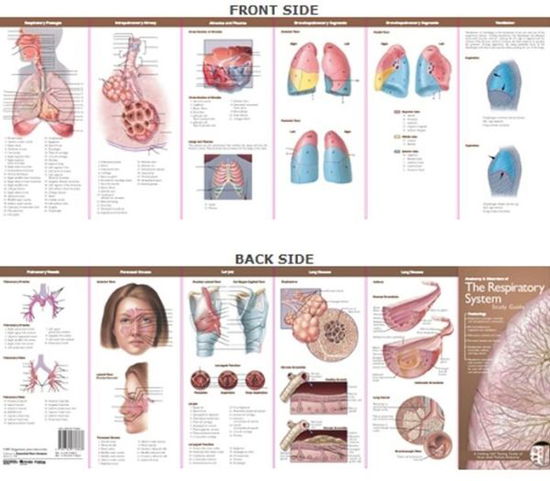 Cover for Acc · Anatomical Chart Company's Illustrated Pocket Anatomy: Anatomy &amp; Disorders of The Respiratory System Study Guide - Anatomical Chart Company's Illustrated Pocket Anatomy (Landkarten) (2007)