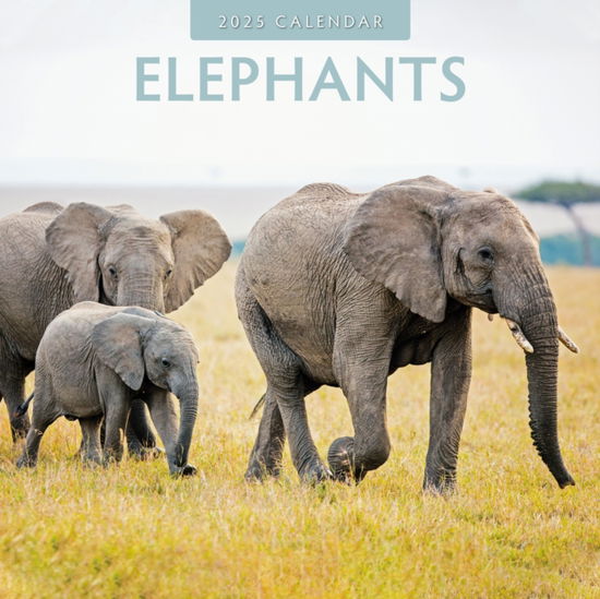 Cover for Red Robin · Elephants 2025 Square Wall Calendar (Paperback Book) (2024)