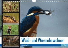 Cover for Erlwein · Wald- und Wiesenbewohner in Bay (Book)