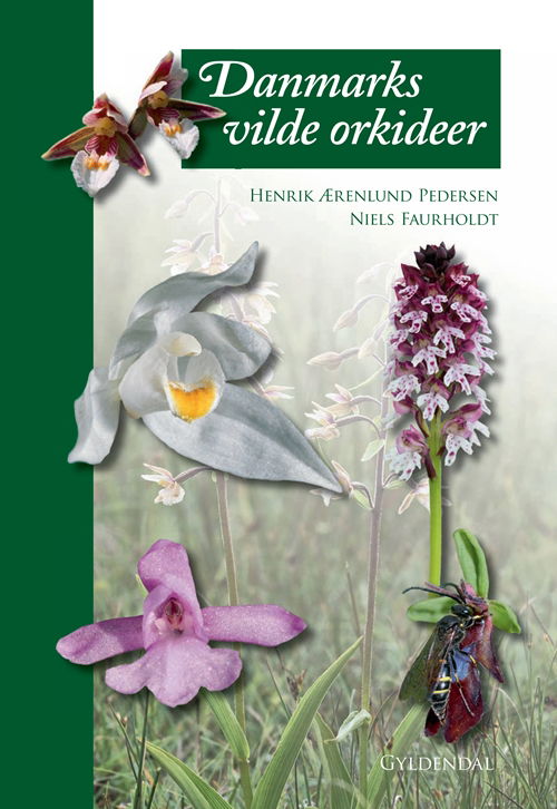 Cover for Niels Faurholdt; Henrik Ærenlund Pedersen · Danmarks vilde orkideer (Bound Book) [1st edition] [Indbundet] (2010)