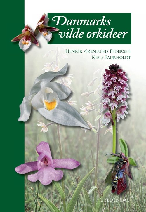 Cover for Niels Faurholdt; Henrik Ærenlund Pedersen · Danmarks vilde orkideer (Inbunden Bok) [1:a utgåva] [Indbundet] (2010)
